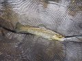 All stocked trout but nice